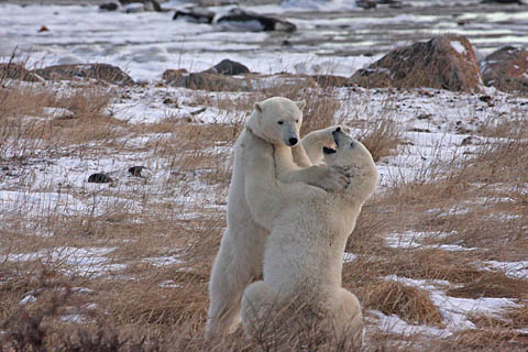 Foto Eisbären im Kampf