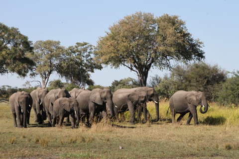 Foto Elefantenherde
