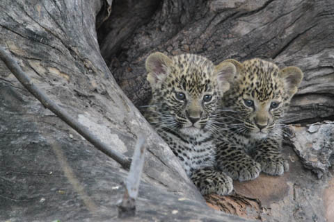 Foto Leopardenbabies