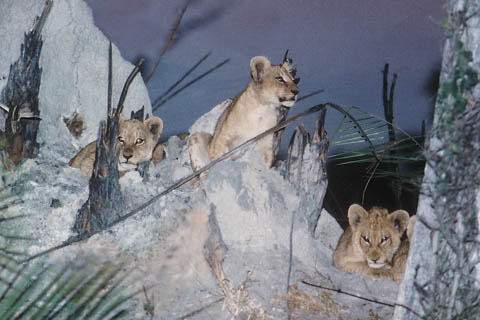 Foto Löwen