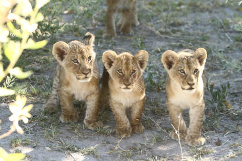 Foto Löwenenbabies